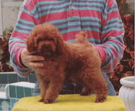 Red Poodle Baby Boy